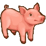 pig