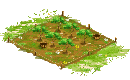 Almond Orchard