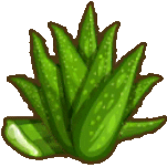 aloe-vera