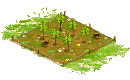 Apple Orchard