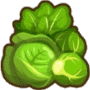 cabbage