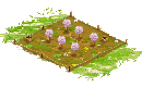 Cherry Orchard