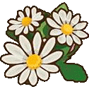 daisies