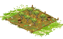Peach Orchard