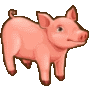 pig